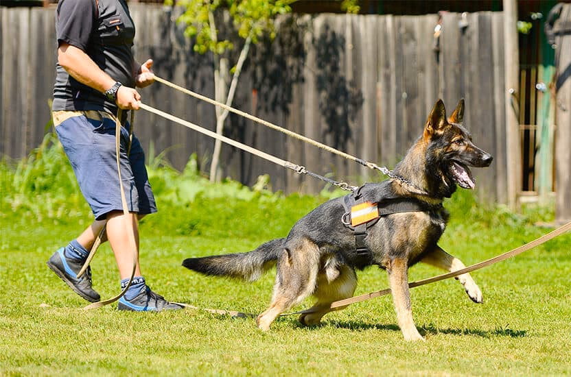 What is the Protection Academy?