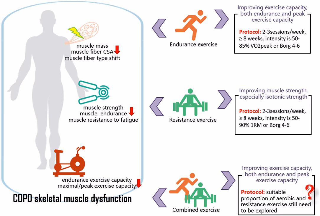 What is exercise training in pulmonary rehabilitation?