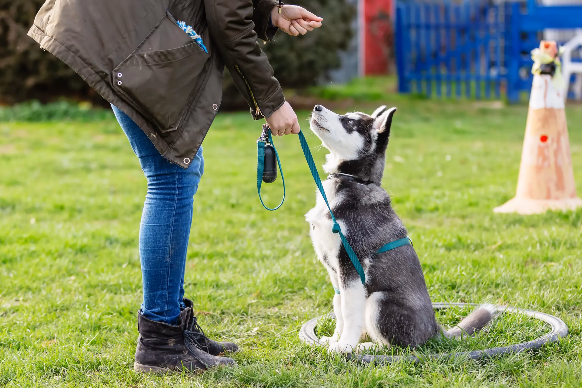What is a certified dog behavior expert?