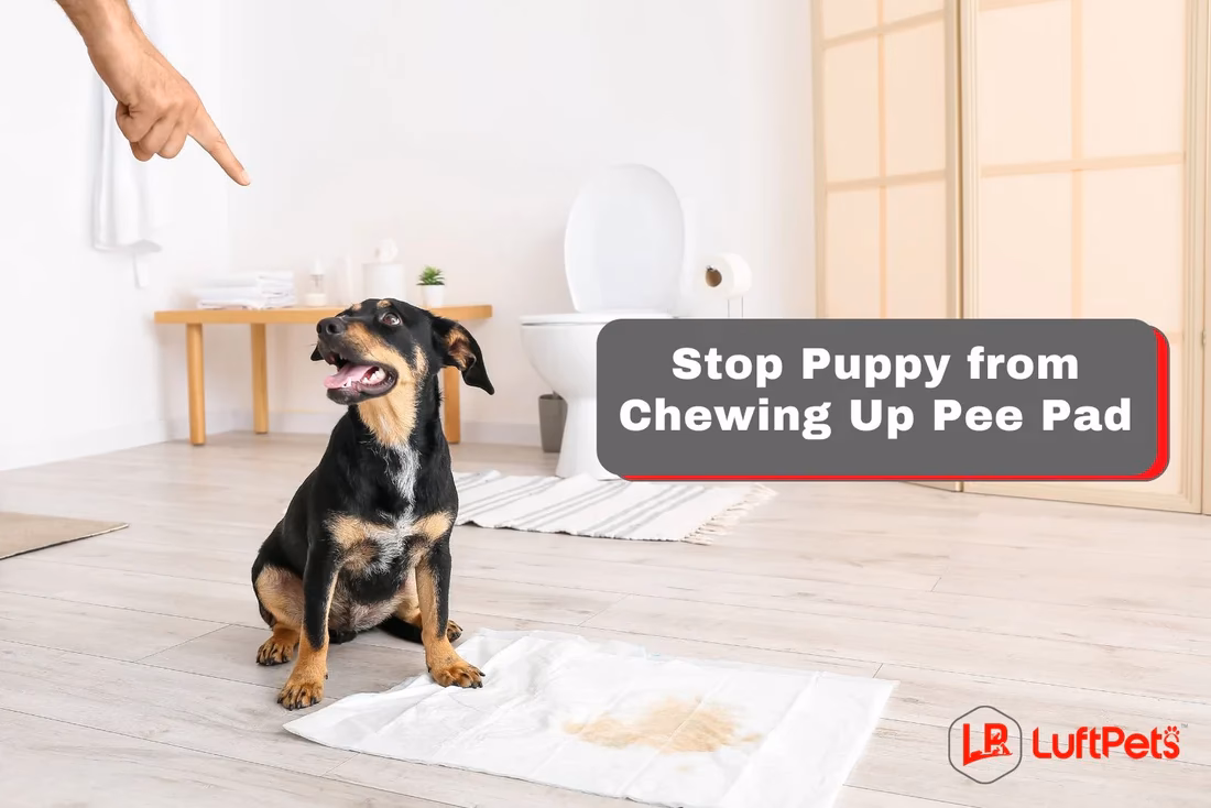 How to stop a puppy from chewing on everything?