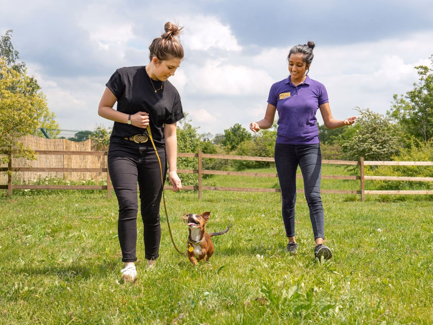 Who are the best dog trainers in Belfast?