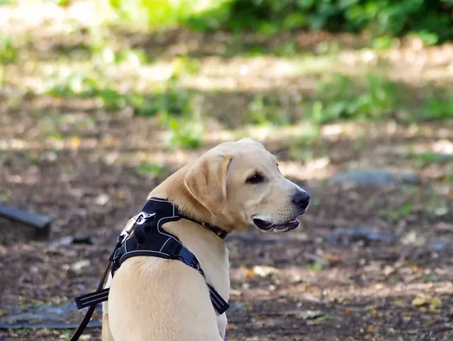 Who is dogs naturally dog training?