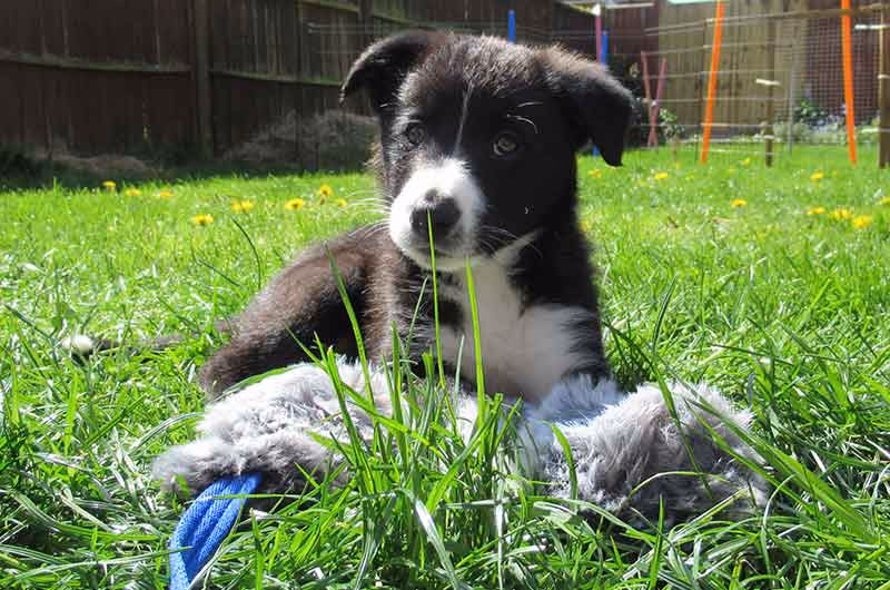 What services does a dog trainer offer?