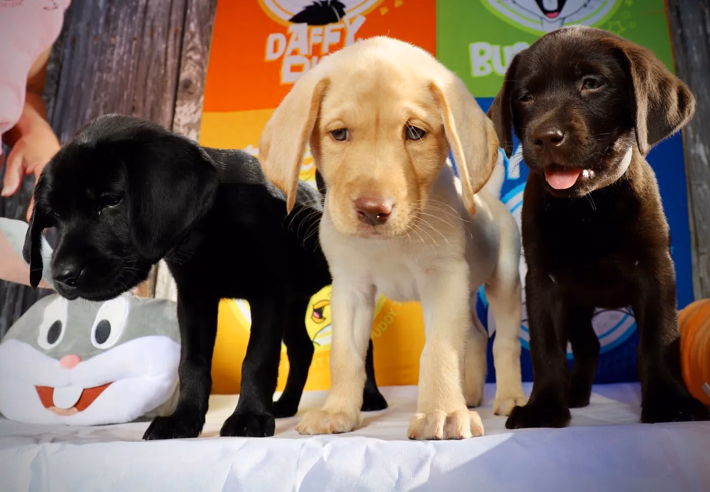 What types of dog training programs are available?