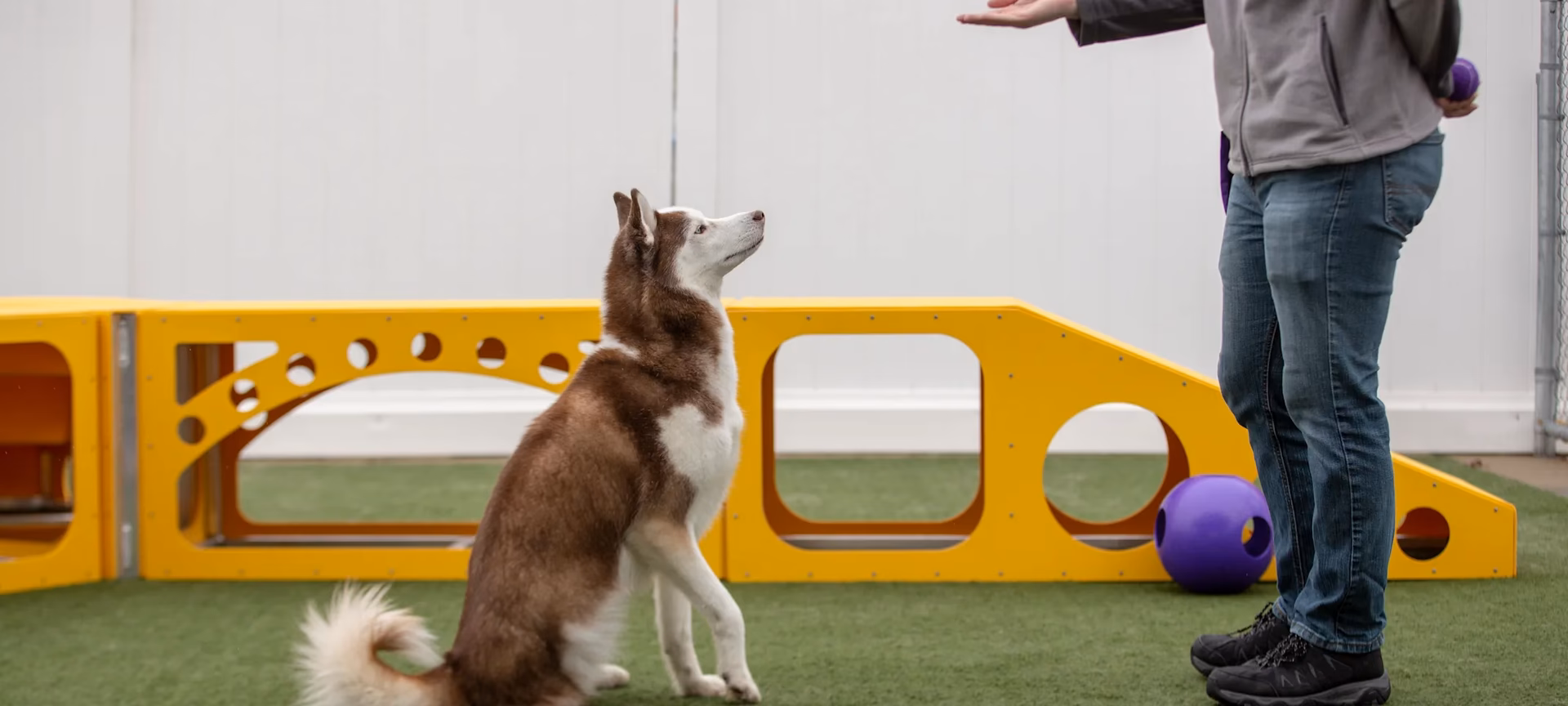 What services does perfect dog training offer?