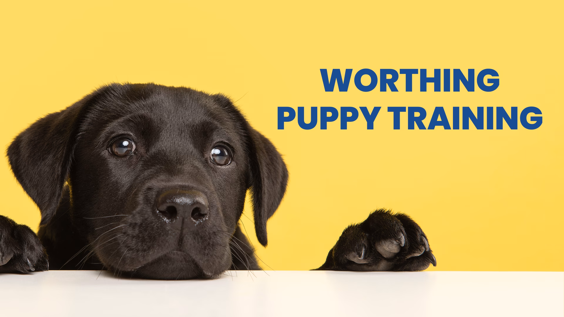 Who are black and white dog training?