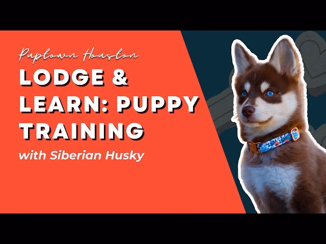 What is dog obedience training & behavior training?