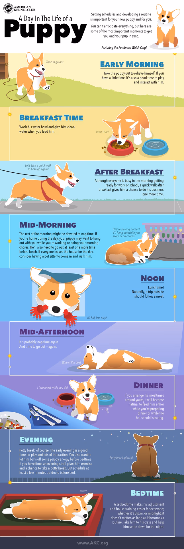 When should a puppy be trained?