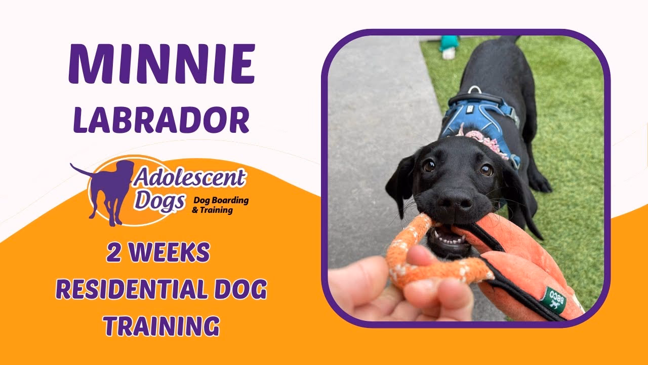 How long should a dog be trained?