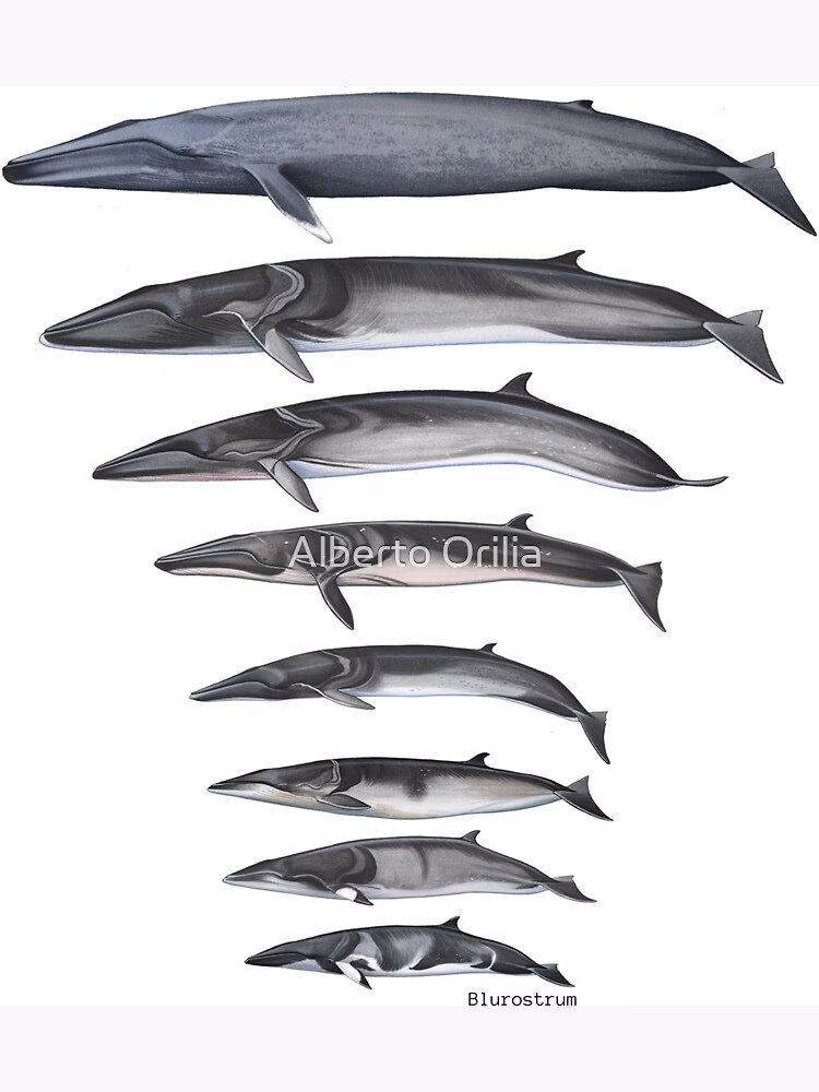 How does a rorqual work?