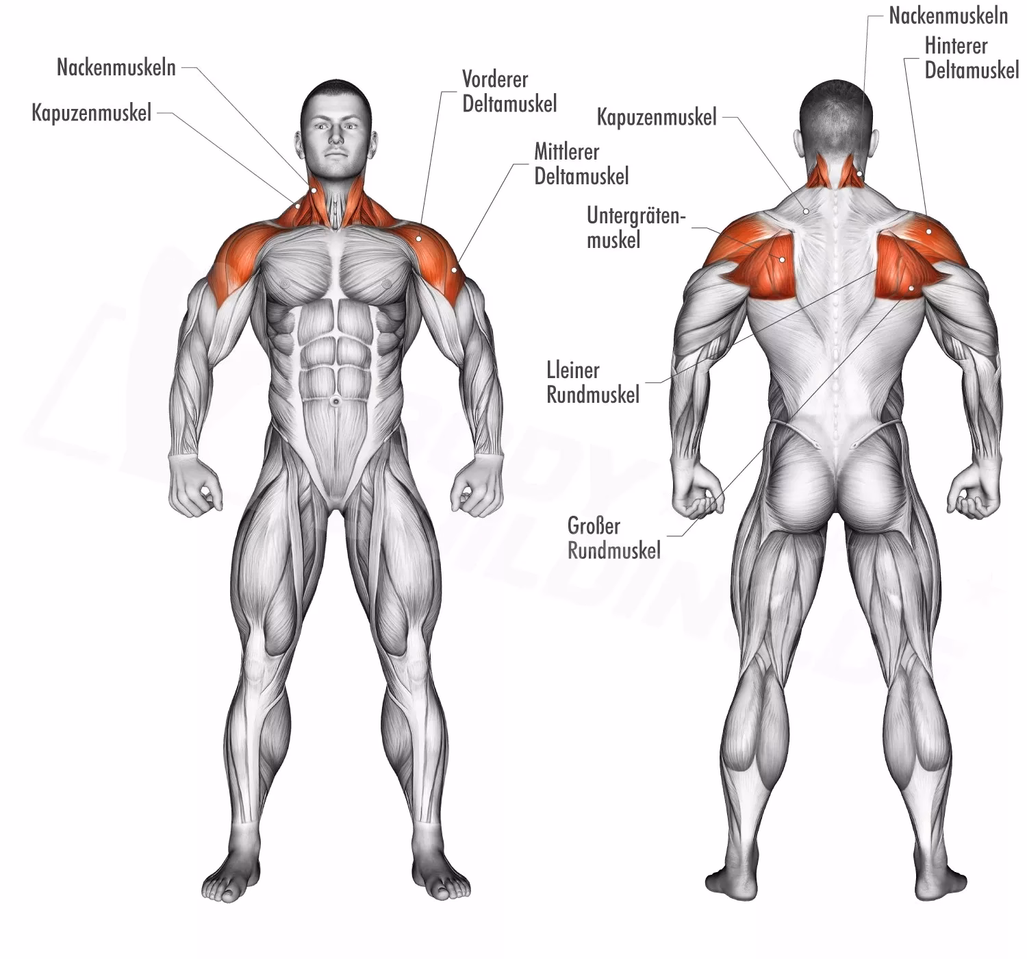 Was ist ein strukturiertes schultertraining?