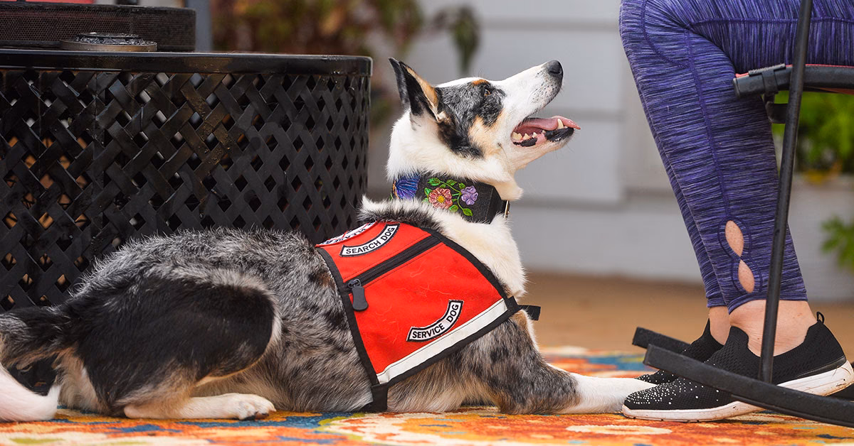 Can you train a seizure alert dog using scent?
