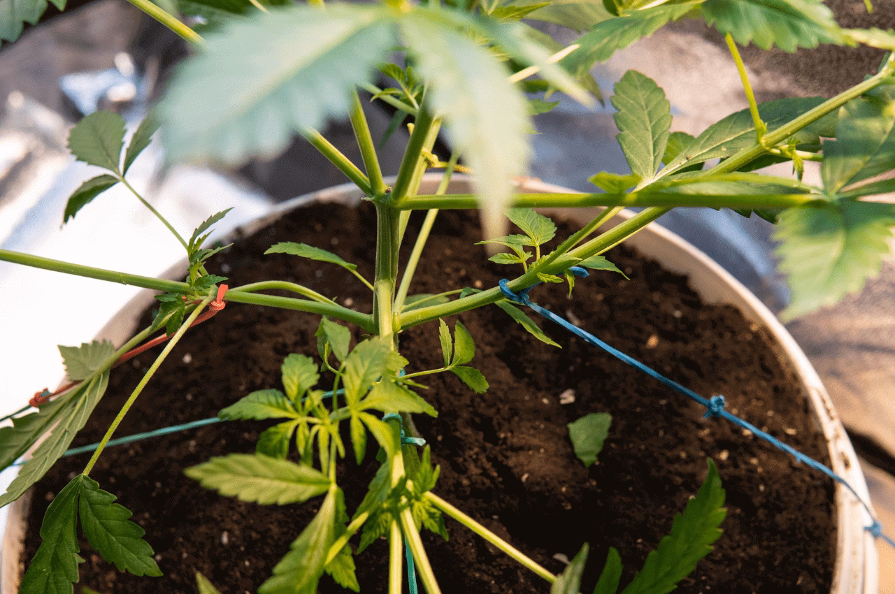 What is the rethink stress e-training?