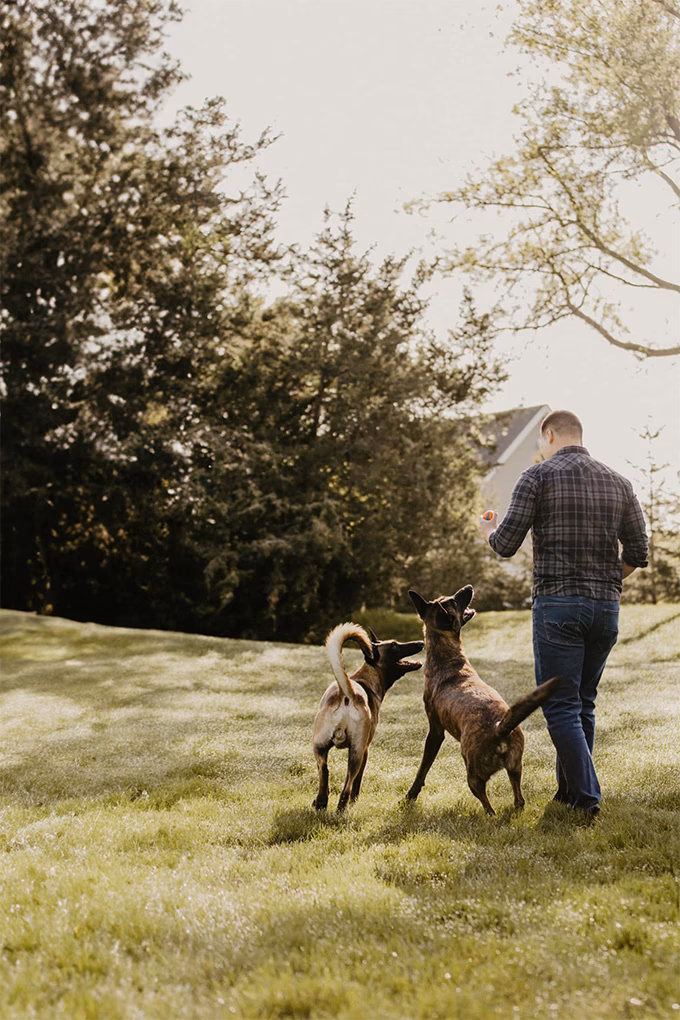 What is the best dog training course?