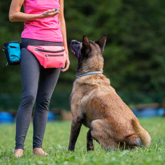 Who is Topdog training?