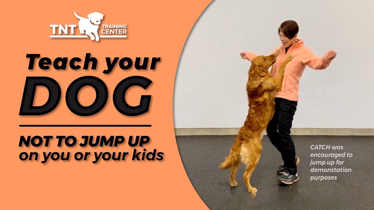Do You Want Your Dog to jump on You?