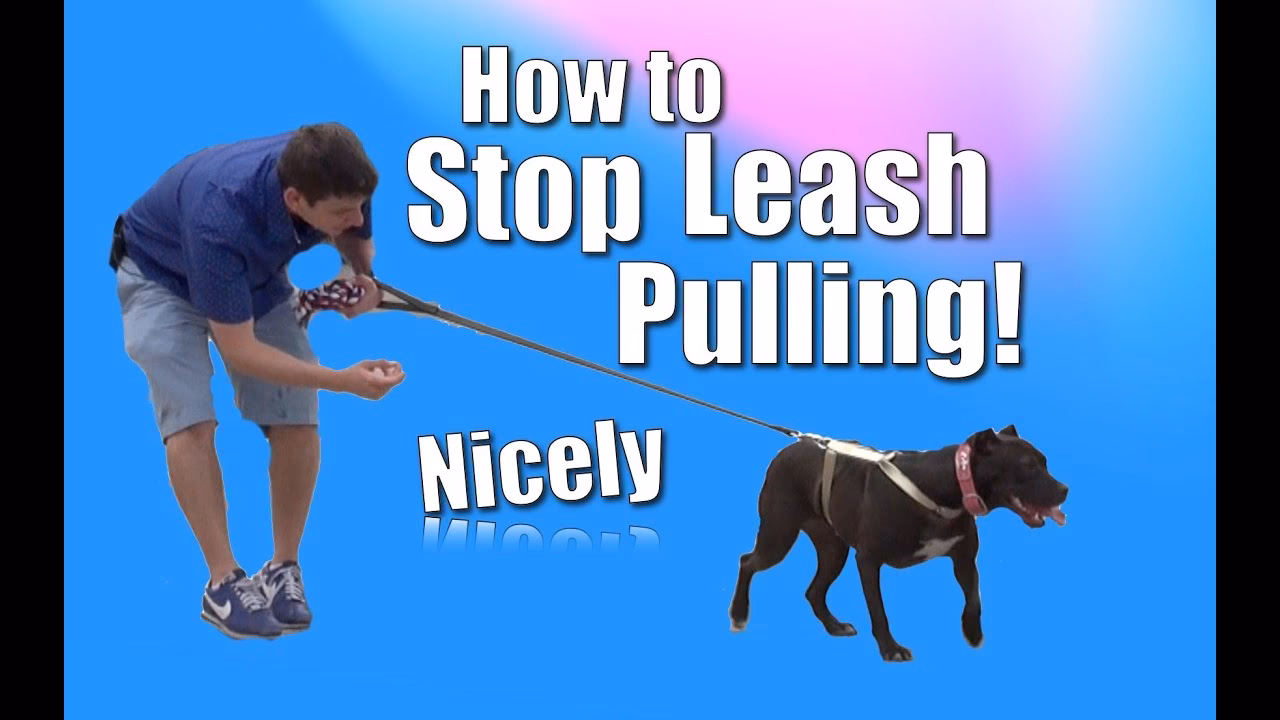 How do you stop a Pitbull from pulling on a leash?