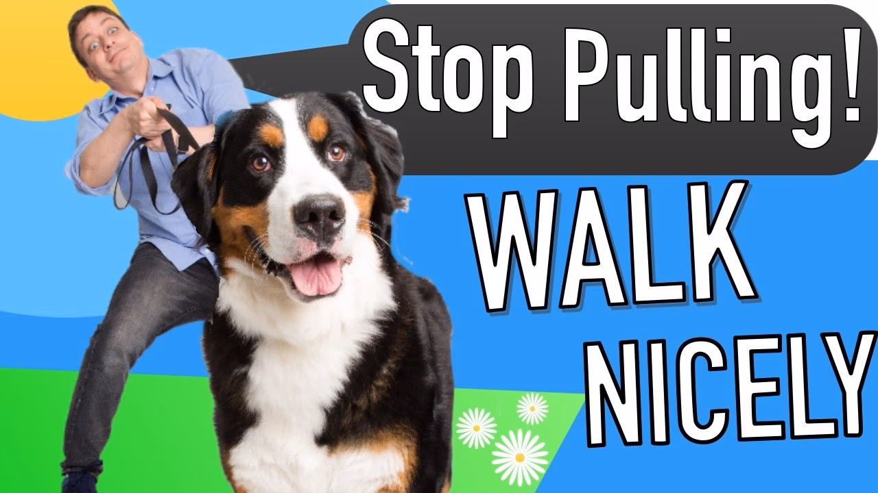 How do you teach a dog not to pull?