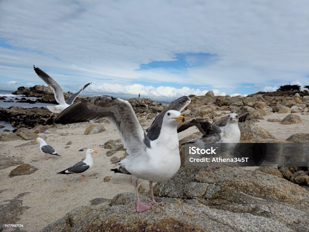 What is a seagull training system?