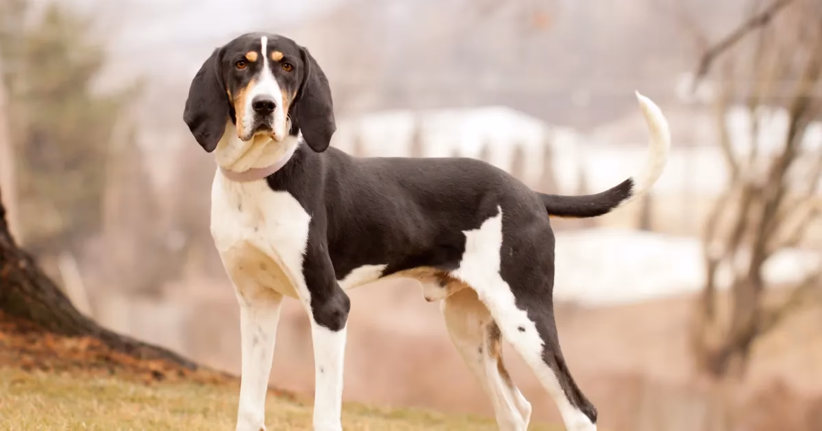 Are Treeing Walker Coonhounds hard to train?