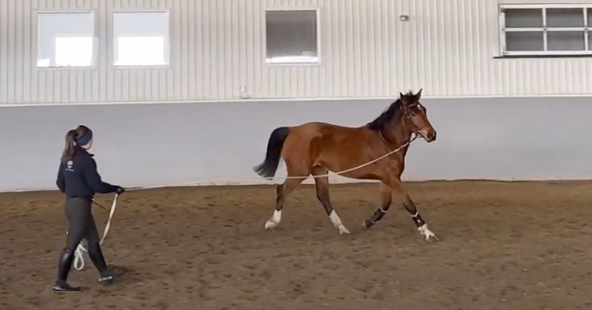Should you train your own young horse?