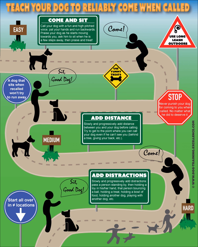 How do you get a dog to come to you?