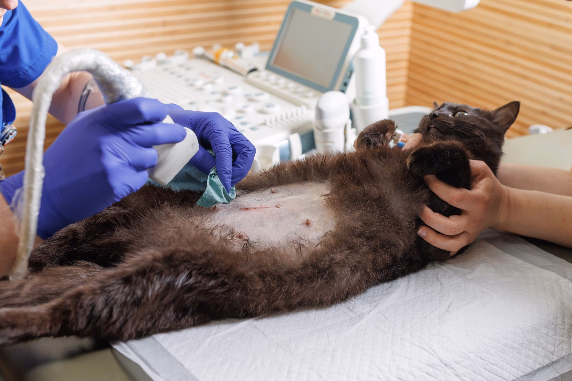 What is a veterinary ultrasound training session?
