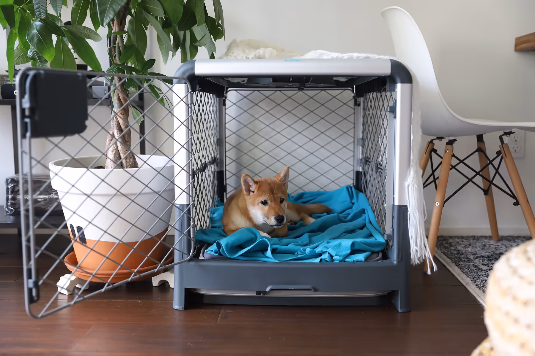 What is dog crate training?